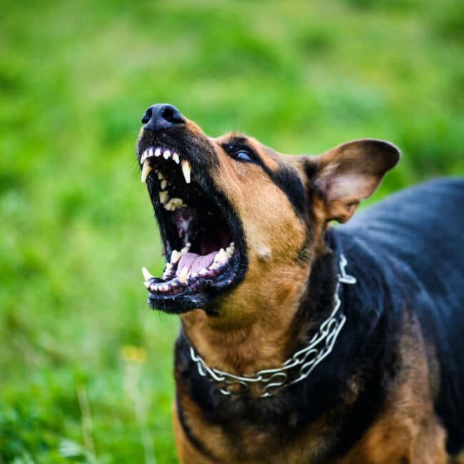 10 tips for negotiating a dog bite minor settlement without an attorney